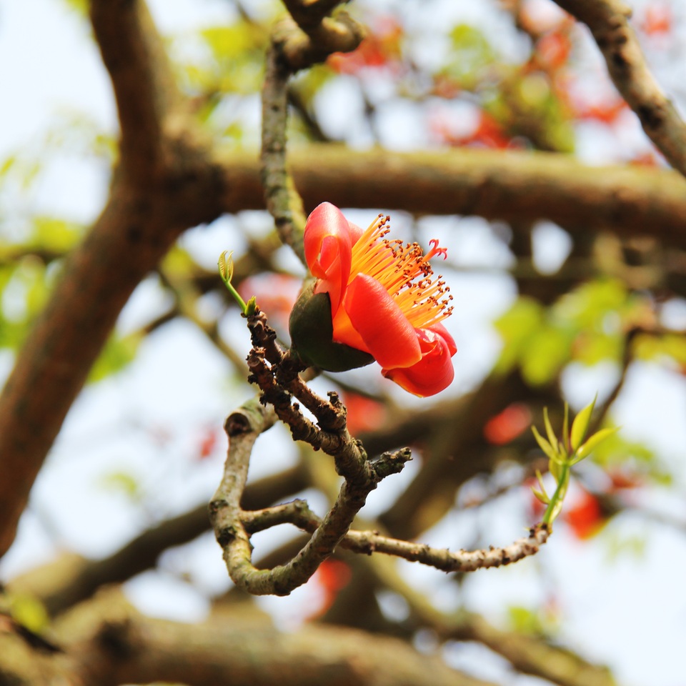 Ngẩn ngơ trước vẻ đẹp rực rỡ của hoa gạo tháng Ba - 2 Ngẩn ngơ trước vẻ đẹp rực rỡ của hoa gạo tháng Ba - 2