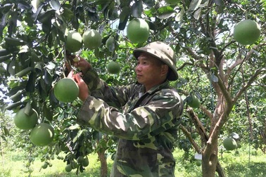 Tỷ phú 15 vạn quả bưởi, cuộc đổi đời anh sinh viên bán kem dạo