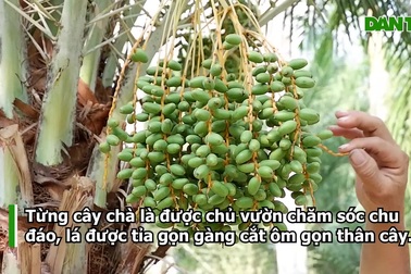 Vườn chà là 4000m2 nặng trĩu quả đẹp như tranh vẽ