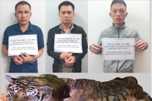 Hổ nặng hơn 200 kg bị bắt từ Nghệ An đưa lên Lai Châu tiêu thụ