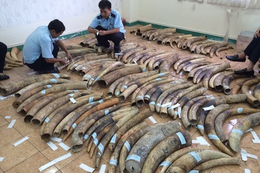 48 năm tù cho 4 đối tượng vi phạm liên quan đến động vật hoang dã