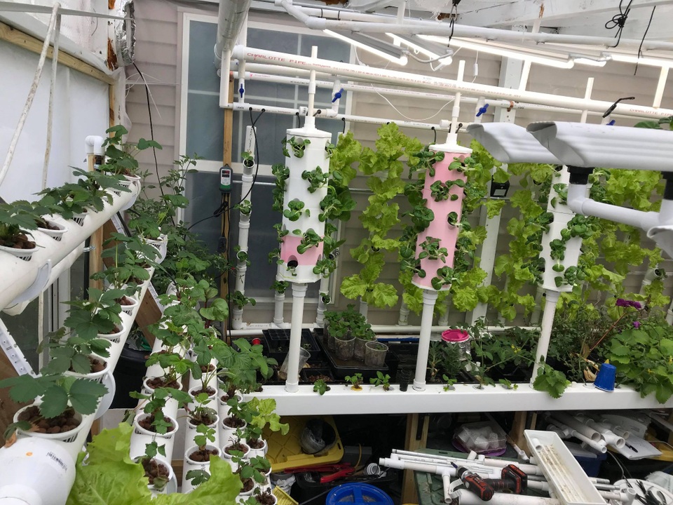 Mê mẩn vườn 20m2 ngập rau, trái của người đàn ông gốc Việt ở Mỹ - 8