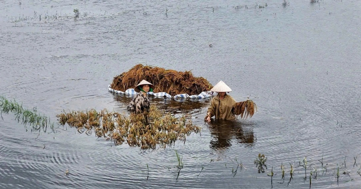 Người dân Hà Nội mót từng cọng lúa chìm trong nước, nhiều nhà mất trắng - 4