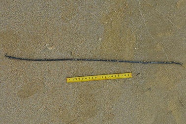 Truy tìm danh tính người đàn ông đeo dây kim loại chết trên biển