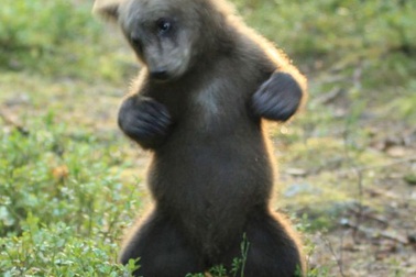 Không nhịn được cười cảnh chú gấu khoe kỹ năng nhảy điêu luyện