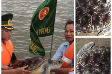 Thả cá thể rùa biển quý hiếm về với tự nhiên