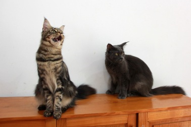 Năm mão phiếm luận... mèo!