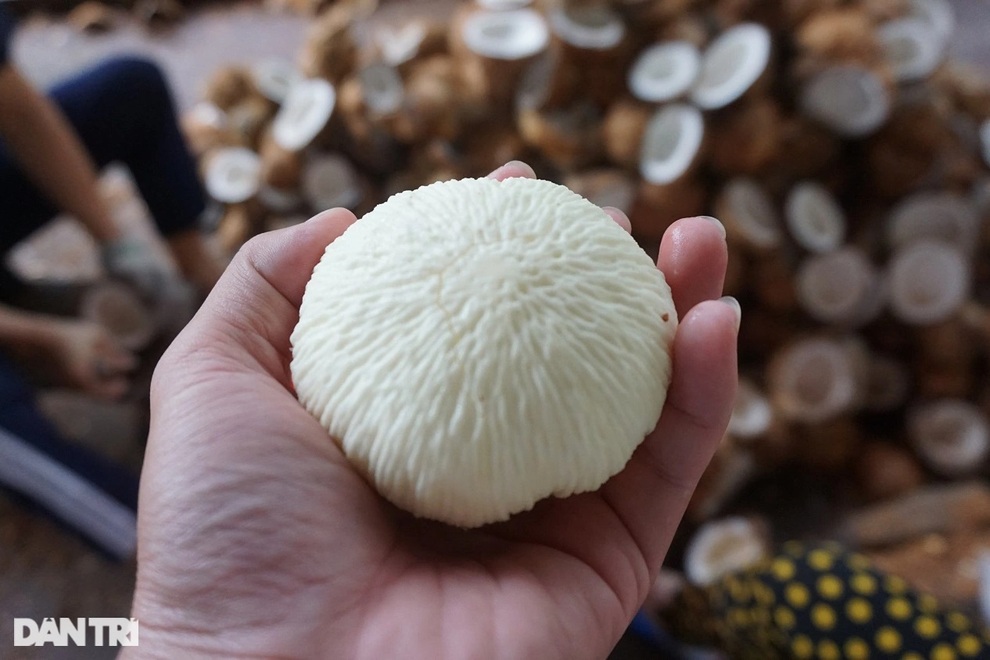 Cả chục công đoạn làm ra món cơm dừa trắng ngần ngọt lịm đặc sản Bến Tre - 6 Cả chục công đoạn làm ra món cơm dừa trắng ngần ngọt lịm đặc sản Bến Tre - 6