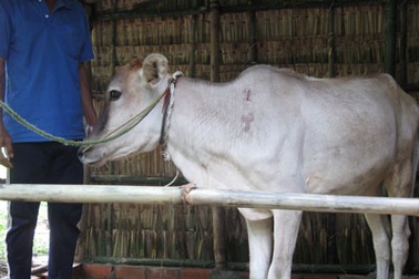 Bò dự án vừa cấp cho dân đã đổ bệnh