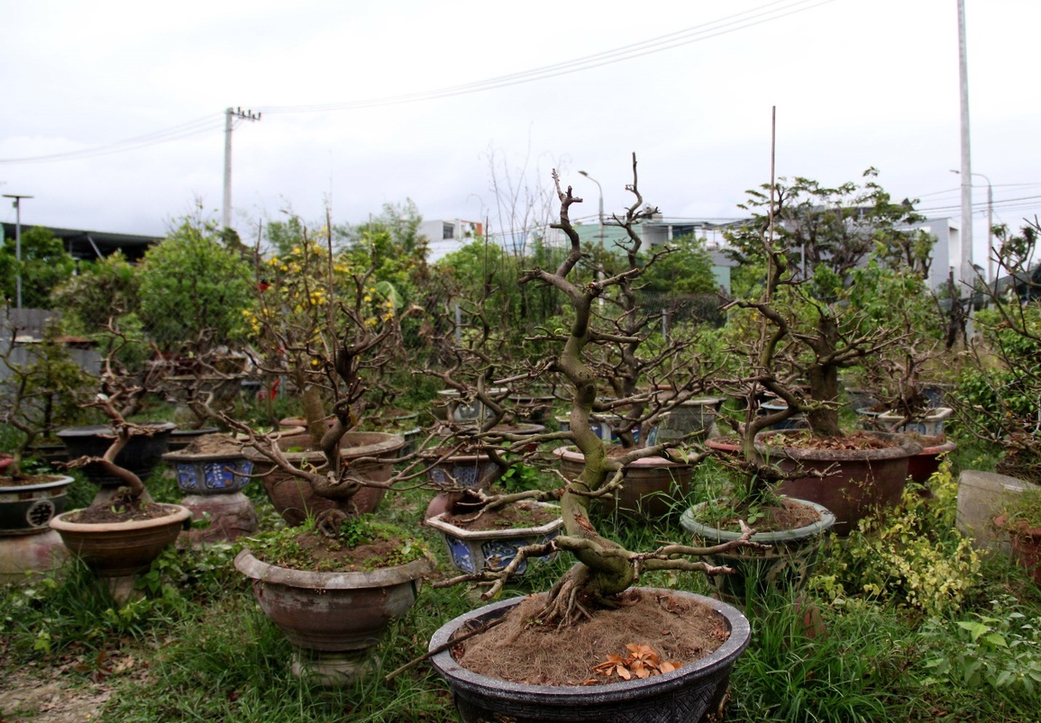 Hết Tết, nhà vườn tấp nập nhận lại mai đã bán - 2 Hết Tết, nhà vườn tấp nập nhận lại mai đã bán - 2