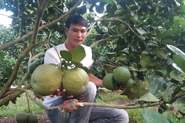 Thu hơn 1 tỷ đồng/năm từ cây bưởi da xanh trên đất cằn