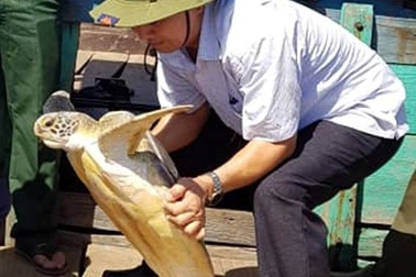 Thả rùa biển quý hiếm về tự nhiên