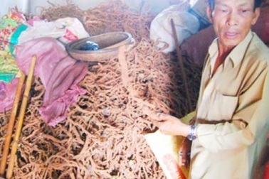 Thương lái Trung Quốc mua rễ hồ tiêu: Có thể phá hoại?