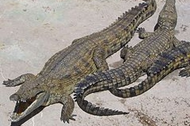 Cá sấu kéo nhau lên cạn "tỷ thí" ác liệt