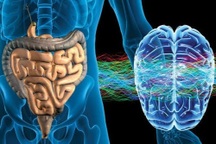 Điều chưa biết về "bộ não thứ hai" trong ruột người