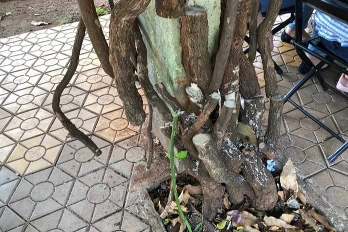 Lộ diện thủ phạm triệt hạ 7 giàn hoa giấy cổ thụ ở TP Buôn Ma Thuột - 1 Lộ diện thủ phạm triệt hạ 7 giàn hoa giấy cổ thụ ở TP Buôn Ma Thuột - 1