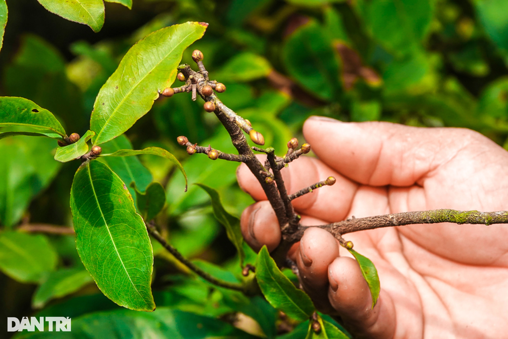 Làng mai hơn nửa thế kỷ lo sốt vó vì hàng Tết tiêu thụ chậm - 2 Làng mai hơn nửa thế kỷ lo sốt vó vì hàng Tết tiêu thụ chậm - 2