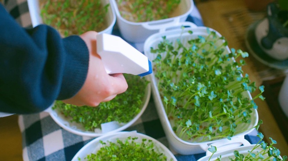 Giá rau tăng chóng mặt, thử trồng rau mầm cho thu hoạch chỉ trong 5 ngày - 3 Giá rau tăng chóng mặt, thử trồng rau mầm cho thu hoạch chỉ trong 5 ngày - 3