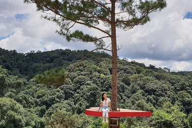 Dân du lịch háo hức “check-in” cây thông sống ảo độc nhất vô nhị ở Đà Lạt