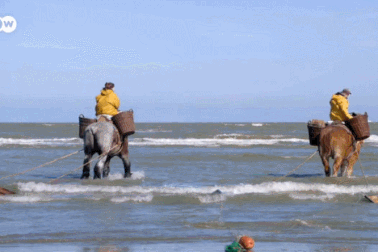 Mục sở thị nghề "lạ": Cưỡi ngựa bắt... tôm