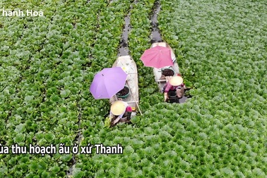 Kiếm vài chục triệu mỗi vụ nhờ thứ củ có hình thù giống đầu trâu