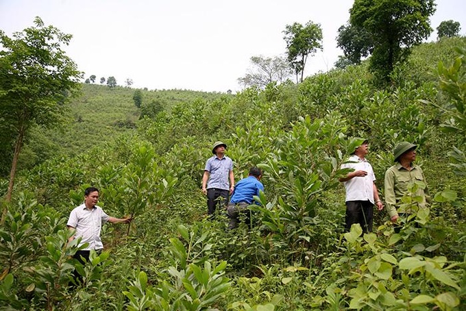 7 tháng qua, diện tích rừng trồng mới tập trung cả nước ước đạt 134,9 nghìn ha, tăng 4,7% so với cùng kỳ năm trước.