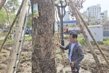 Hải Phòng truyền dưỡng chất cứu cây xanh gãy đổ sau bão Yagi