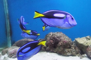 Thích thú với những động vật biển ở Viện Hải dương học Nha Trang