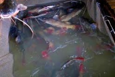 Cá lăng Trung Quốc "tấn công" ngành thủy sản Việt Nam