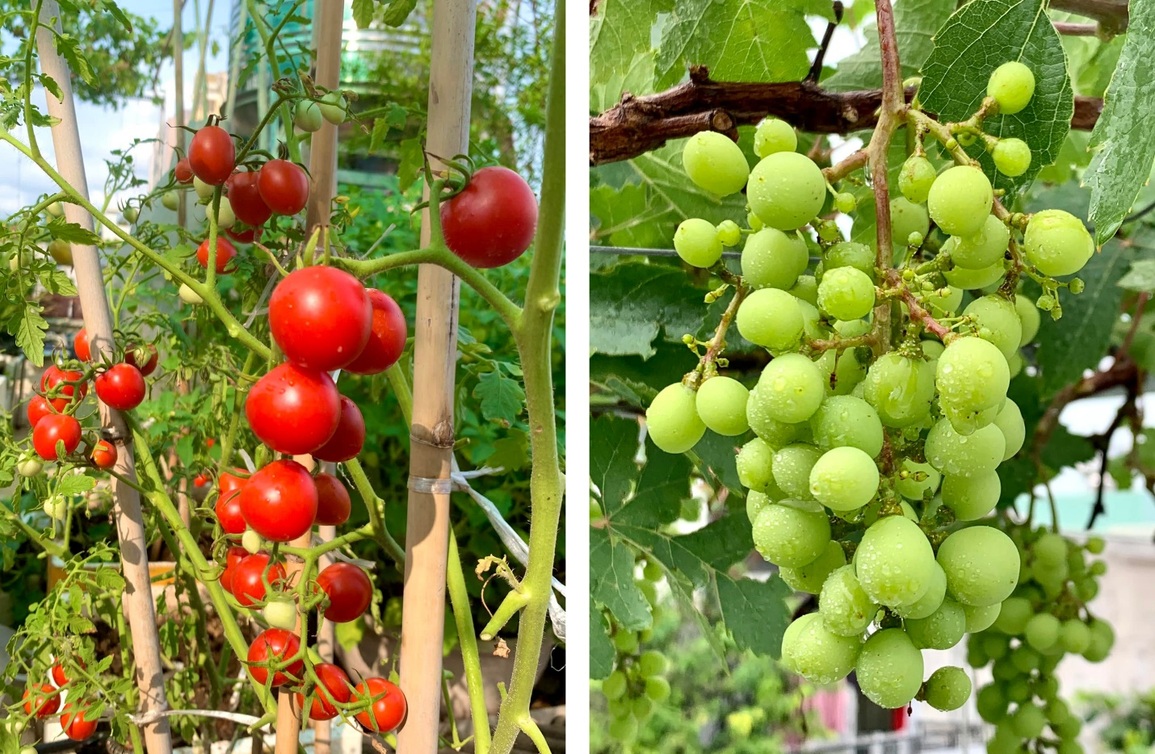Vườn dưa lưới sai lúc lỉu, thu hoạch cả tạ dưa mỗi năm của ông bố ở TPHCM - 8 Vườn dưa lưới sai lúc lỉu, thu hoạch cả tạ dưa mỗi năm của ông bố ở TPHCM - 8