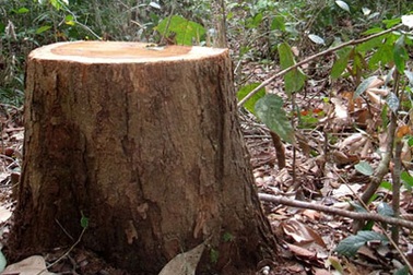 Rừng trắc duy nhất ở Tây Nguyên có nguy cơ bị xoá sổ 