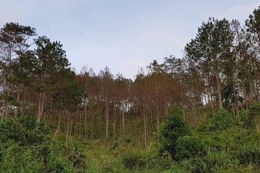 Hơn 10ha rừng thông bị đầu độc, không thể cứu chữa