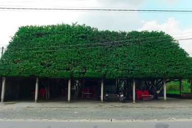 Quán cà phê tạo từ 24 cây si “khủng”, bên trong mát như máy lạnh ở Long An