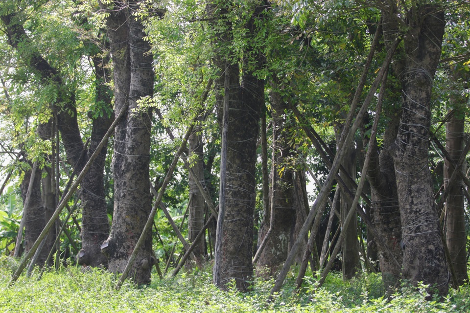 Cảnh chết mòn của hàng cây cổ thụ bị di dời để thi công metro Nhổn - Ga Hà - 12 Cảnh chết mòn của hàng cây cổ thụ bị di dời để thi công metro Nhổn - Ga Hà - 12
