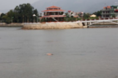 Xác chết nổi giữa lòng hồ sinh thái