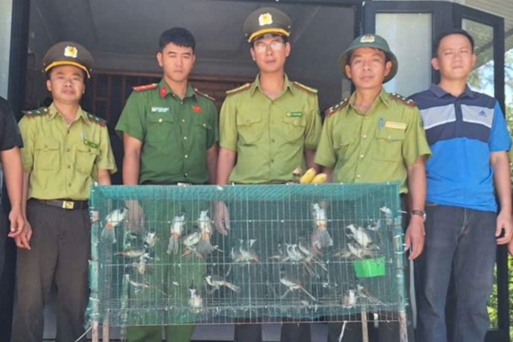 Xác lập quyền sở hữu toàn dân với 40 cá thể chim chào mào - 1 Xác lập quyền sở hữu toàn dân với 40 cá thể chim chào mào - 1