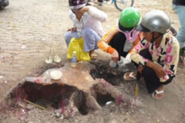 Đổ xô đi hứng “nước thánh” từ cây sung vì tin đồn