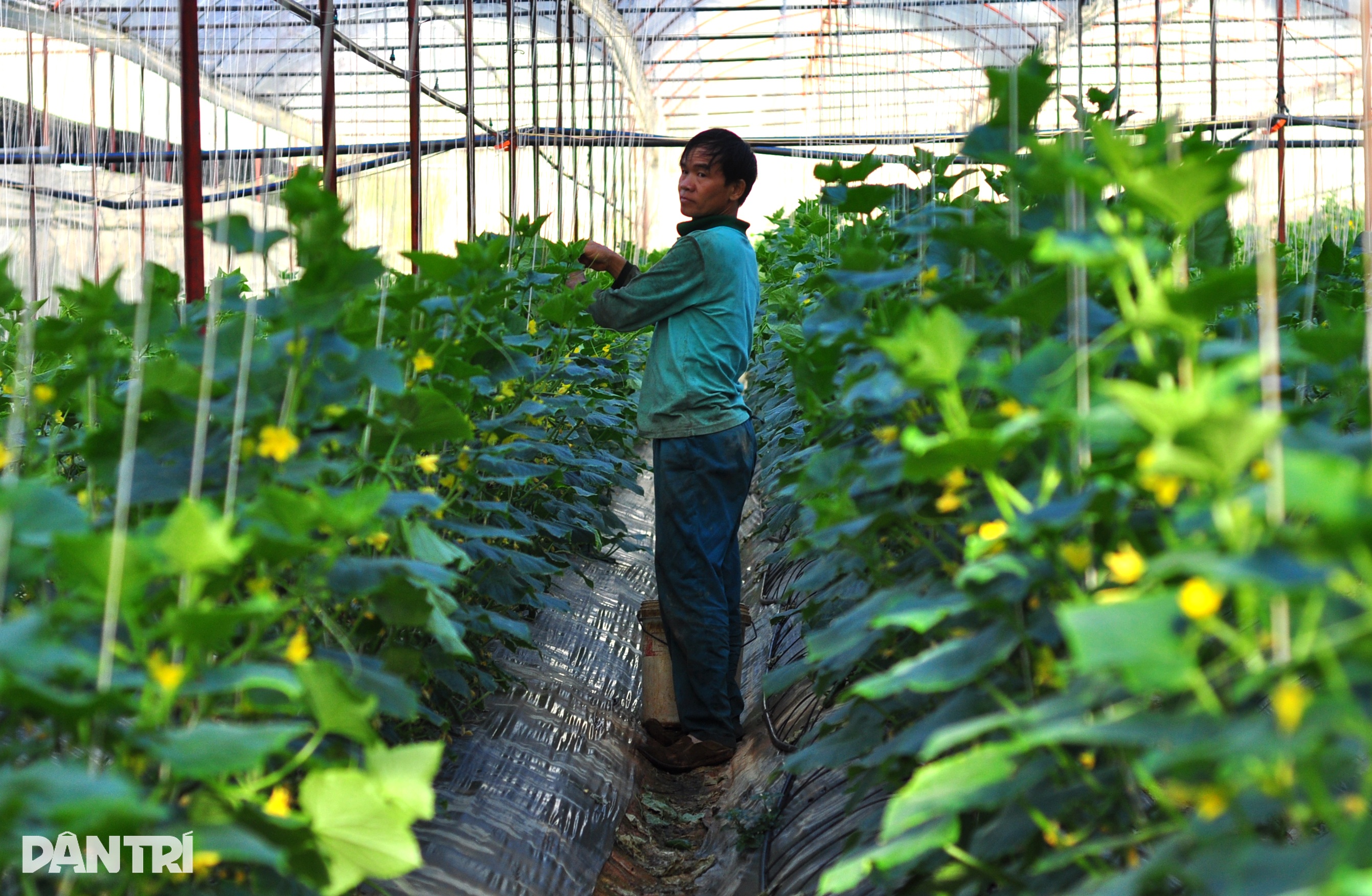 کرائے کے مزدور سے لے کر سبزیوں کے باغ کے مالک تک، ہر سال نصف بلین ڈونگ سے زیادہ کماتے ہیں - 2 Từ người làm thuê trở thành ông chủ vườn rau, thu hơn nửa tỷ đồng mỗi năm - 2