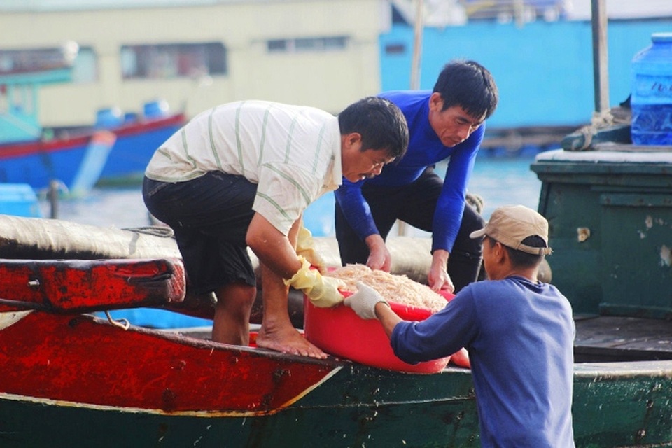 Kiếm 10 triệu/đêm, nhờ ra biển xúc hàng tấn con nhảy lao xao - 4 Kiếm 10 triệu/đêm, nhờ ra biển xúc hàng tấn con nhảy lao xao - 4