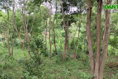 Dân làng A Lao khấm khá nhờ trồng cây quý