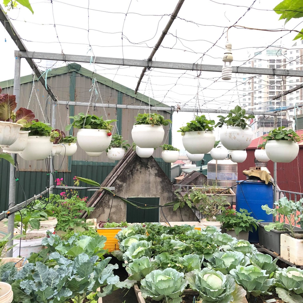 Mẹ đảm ở Hà Nội mát tay làm khu vườn trĩu quả, thu hơn 1 tạ dưa - 1