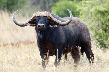 Con trâu sừng cong đắt giá nhất thế giới, giá 12 triệu USD