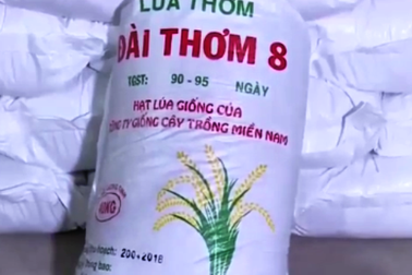 Vựa lúa miền Tây “rúng động” vấn nạn bán lúa giống giả