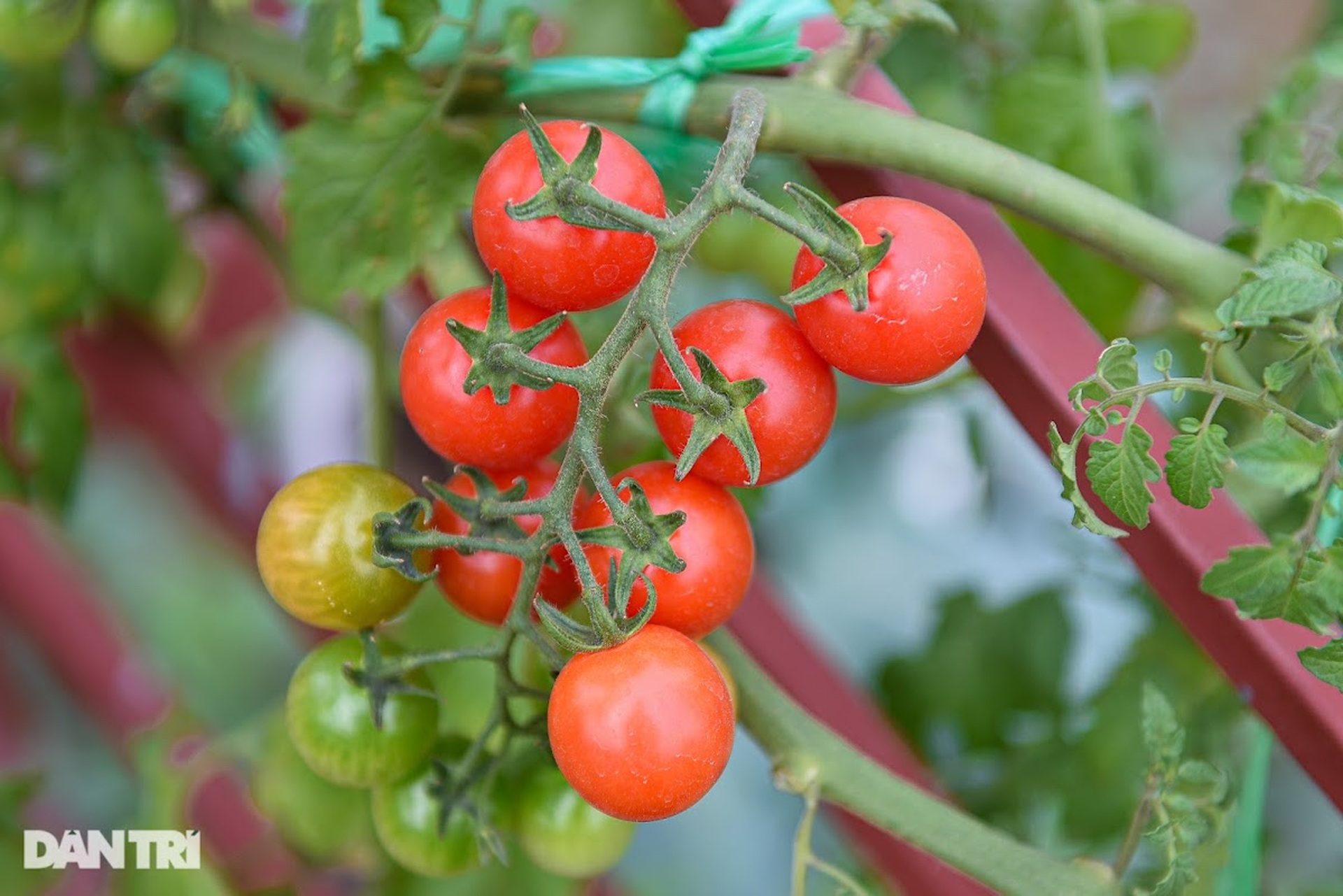 Ông bố ở Hà Nội chi 200 triệu đồng mang 10 tấn đất làm vườn sân thượng - 9 Ông bố ở Hà Nội chi 200 triệu đồng mang 10 tấn đất làm vườn sân thượng - 9