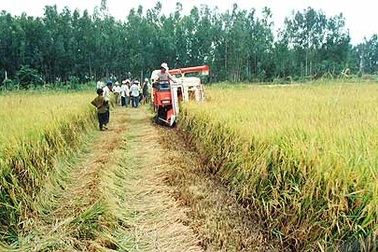 Cần Thơ xin xóa nợ cho Nông trường sông Hậu