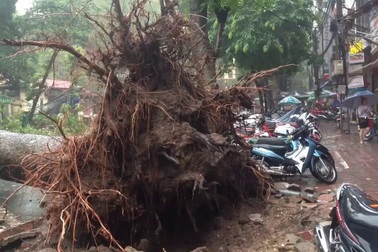Gió giật đổ cây - giật tung cột điện