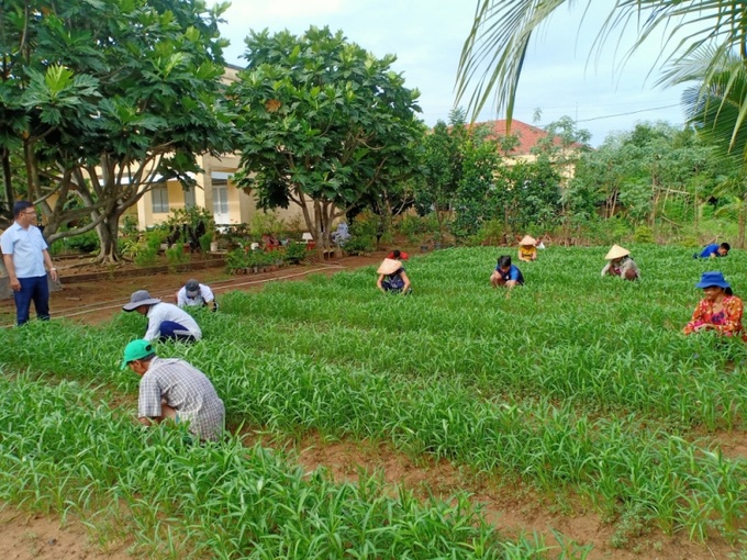 Nhân viên và các đối tượng trồng rau xanh để cải thiện bữa ăn và tạo mảng xanh cho trung tâm.