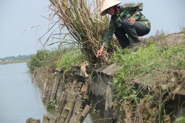 Quảng Trị: Tuyến đê chống lũ bị xói lở nghiêm trọng, đe dọa vựa lúa hàng nghìn ha!