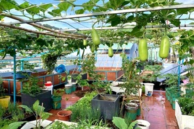 Làm vườn mùa dịch, mẹ đảm tại Đà Nẵng bội thu rau trái trên nóc nhà
