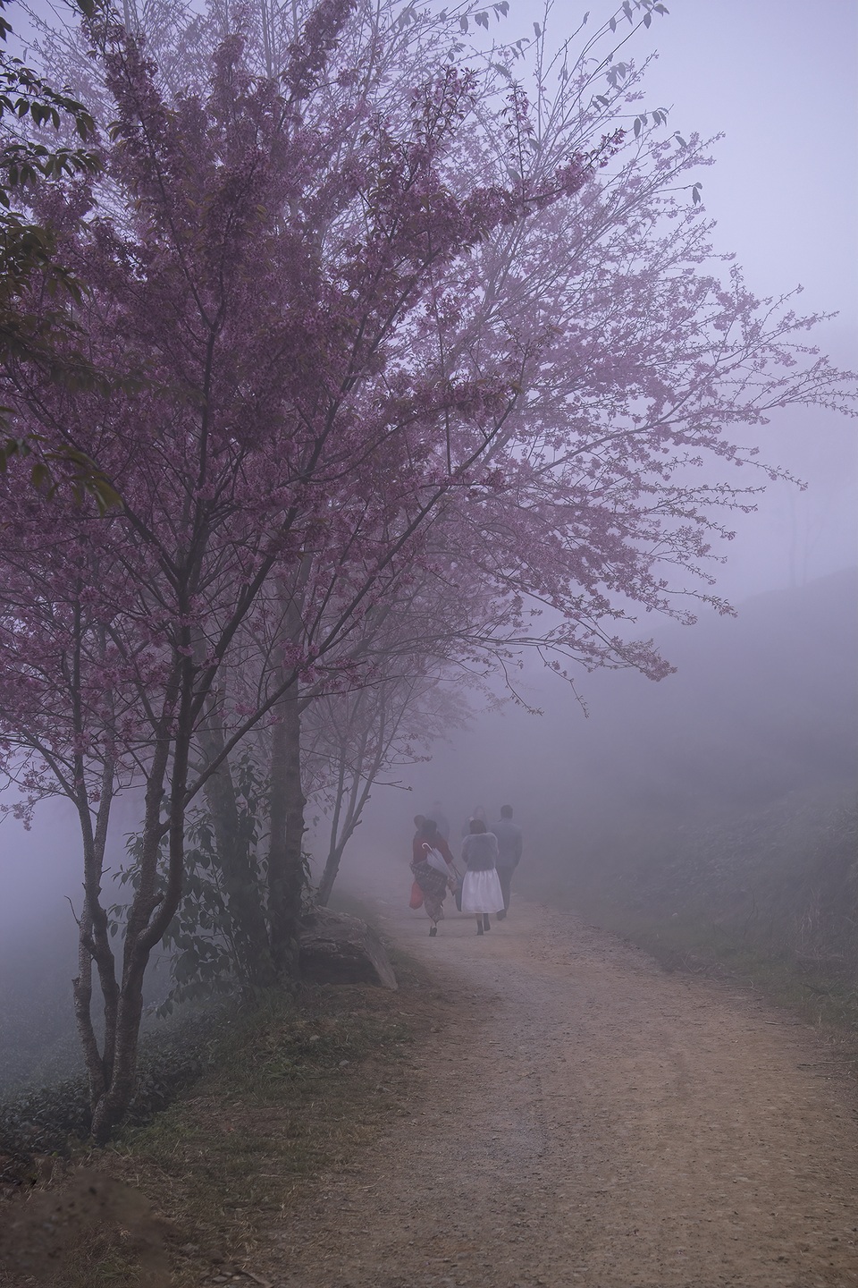 Mùa xuân ở Sa Pa, đường về bản em - 1